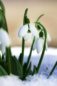The First Green Shoots: Finding and Tending the Inner Spark of Hope During Imbolc