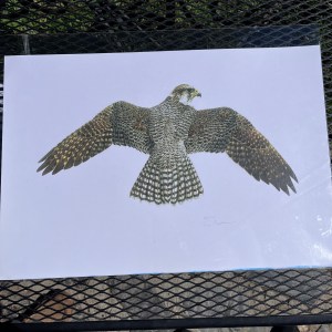 Gyrfalcon - "Can you paint me like I'm flying?" - by Tim Bowles